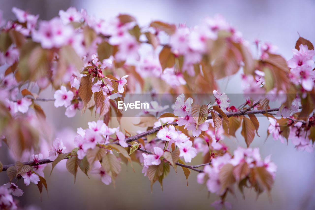 CLOSE-UP OF CHERRY BLOSSOM TREE