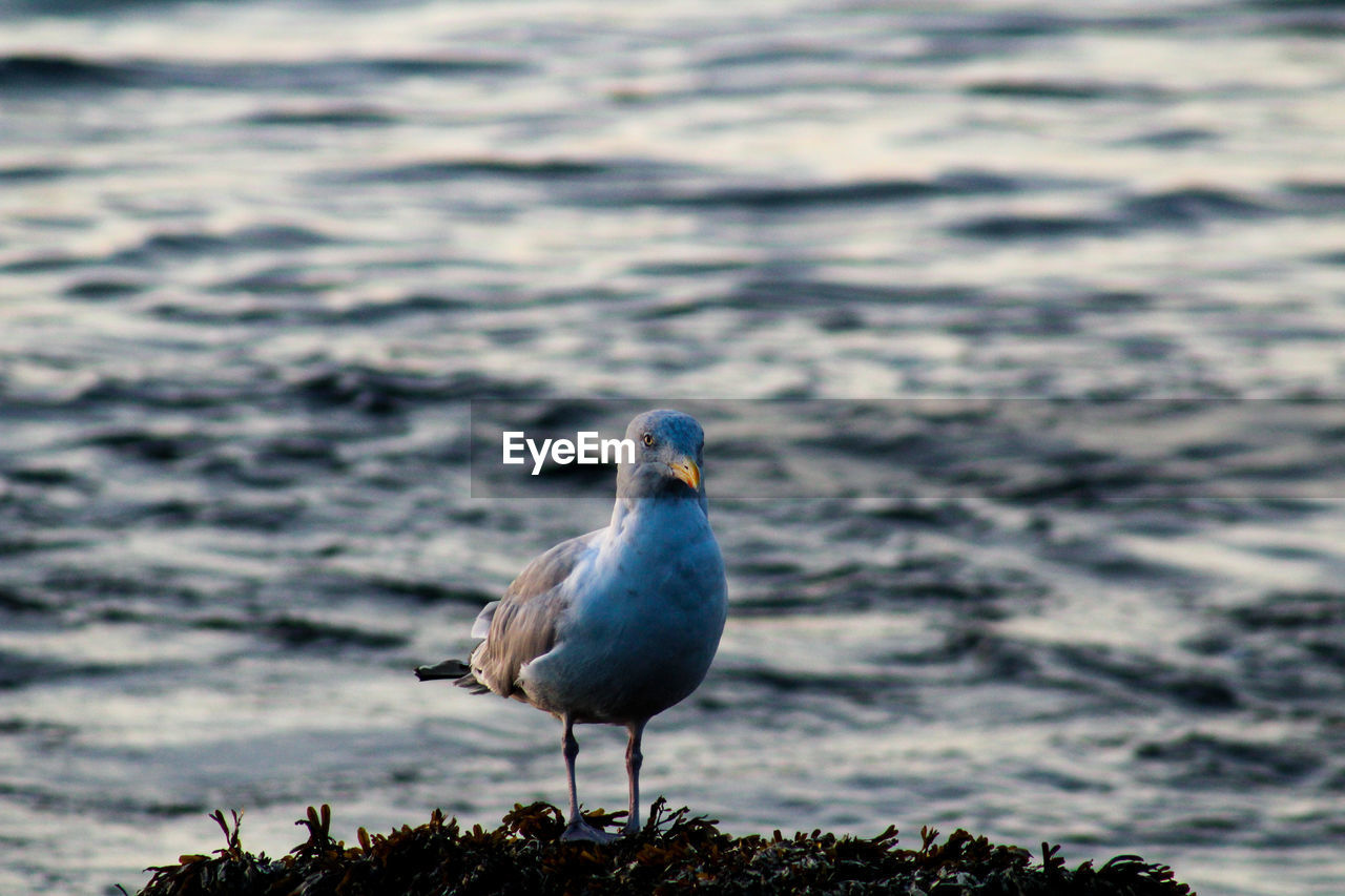 CLOSE-UP OF SEAGULL ON BEACH