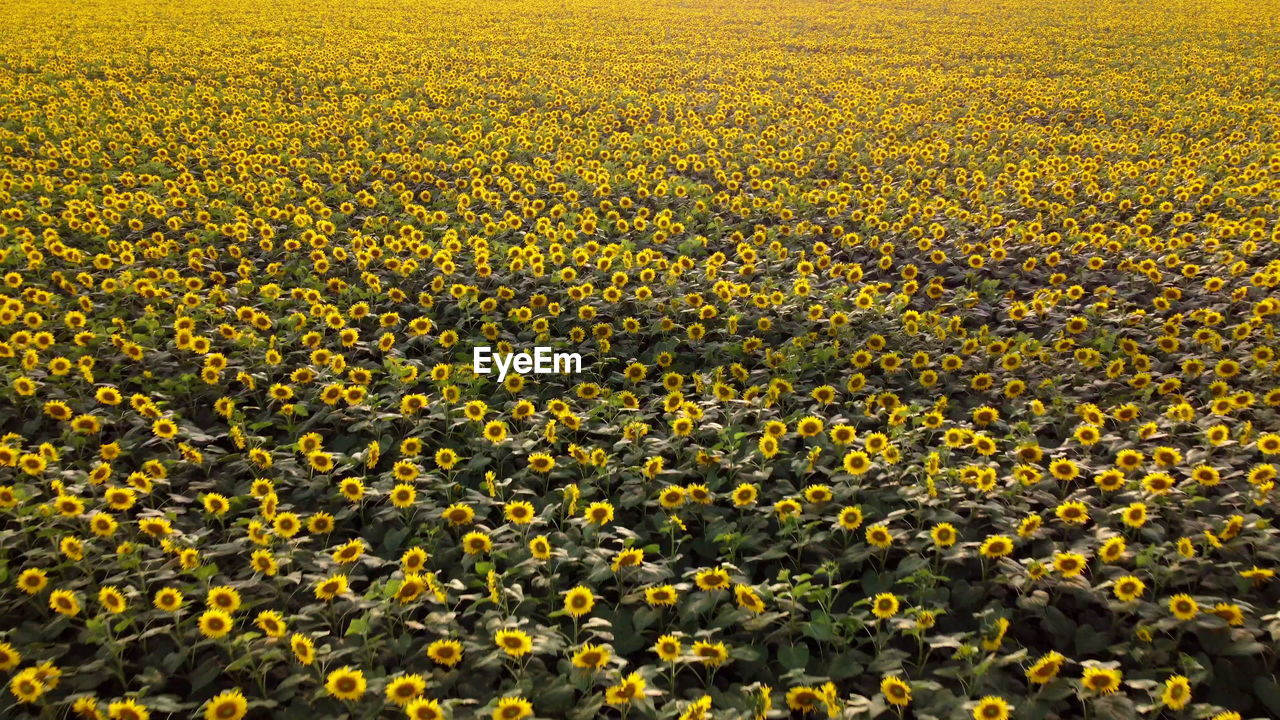 full frame shot of yellow flowering plants on field
