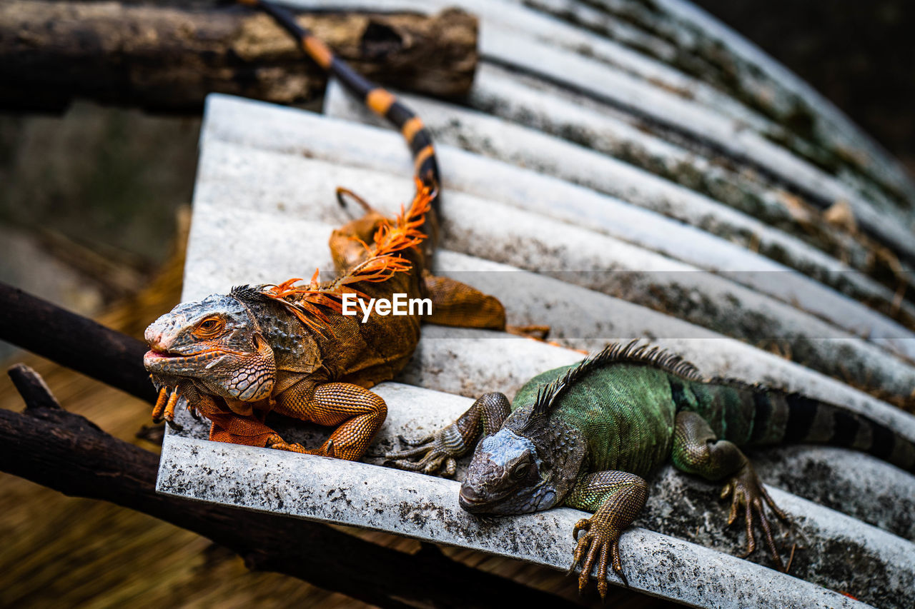  iguana on the roof