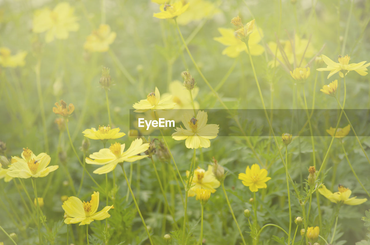 plant, flower, flowering plant, beauty in nature, freshness, yellow, meadow, nature, growth, prairie, field, green, grassland, fragility, rapeseed, close-up, springtime, grass, no people, land, flower head, summer, petal, sunlight, plain, outdoors, mustard, plant part, day, wildflower, inflorescence, blossom, leaf, focus on foreground, produce, environment, botany, landscape, vegetable, animal wildlife, backgrounds, non-urban scene, tranquility, selective focus, medicine, vibrant color, canola, garden, rural scene