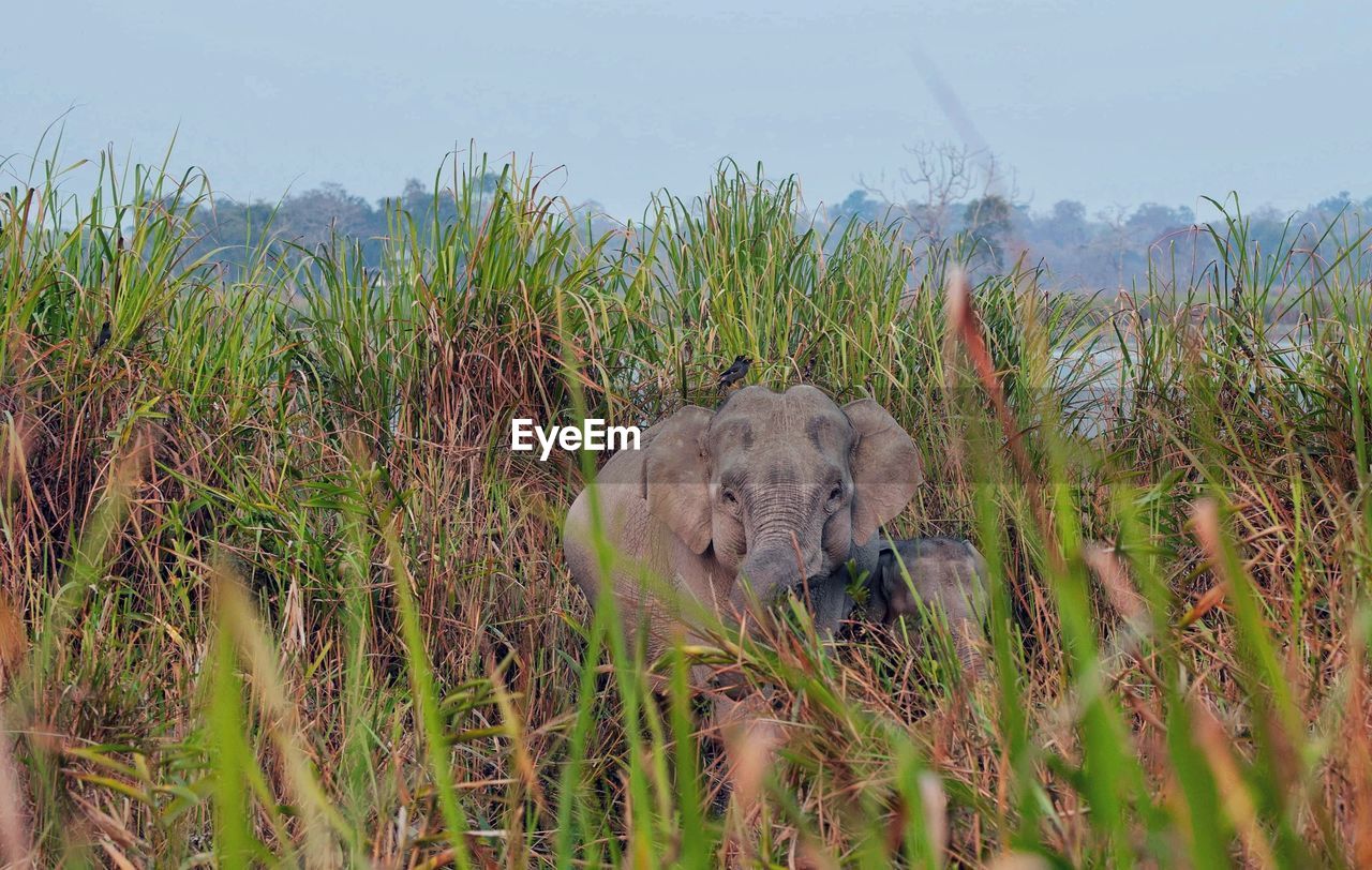 Elephants on grass field.