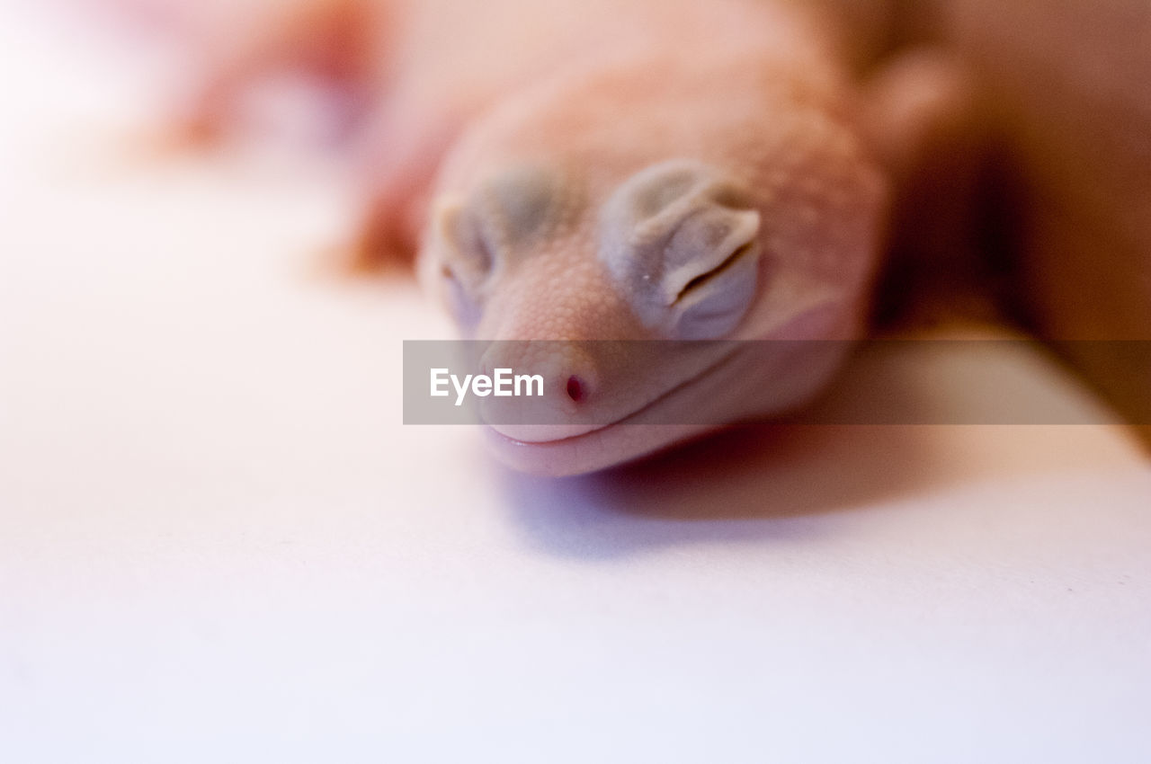 Close-up of lizard against white background