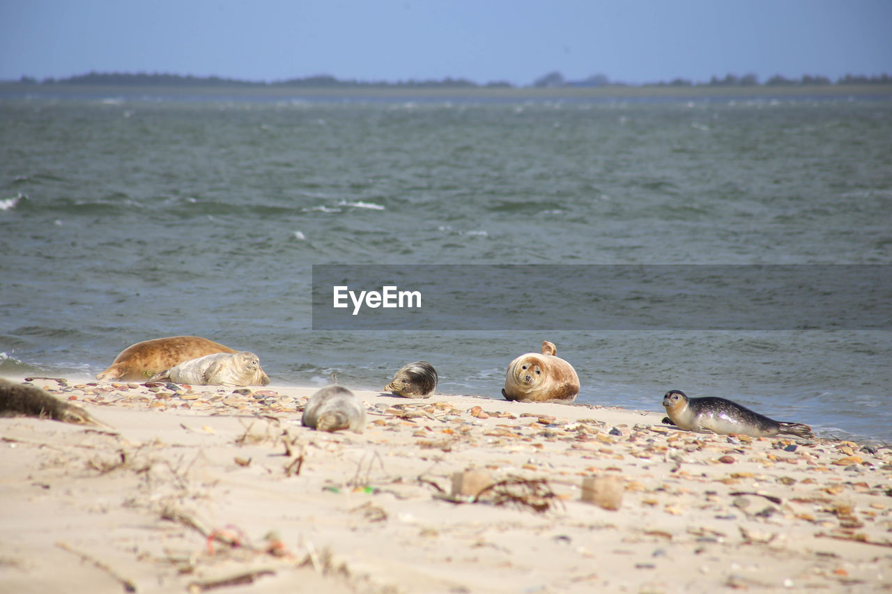 Seals with babies on sand bank at amrumer odde in amrum, germany