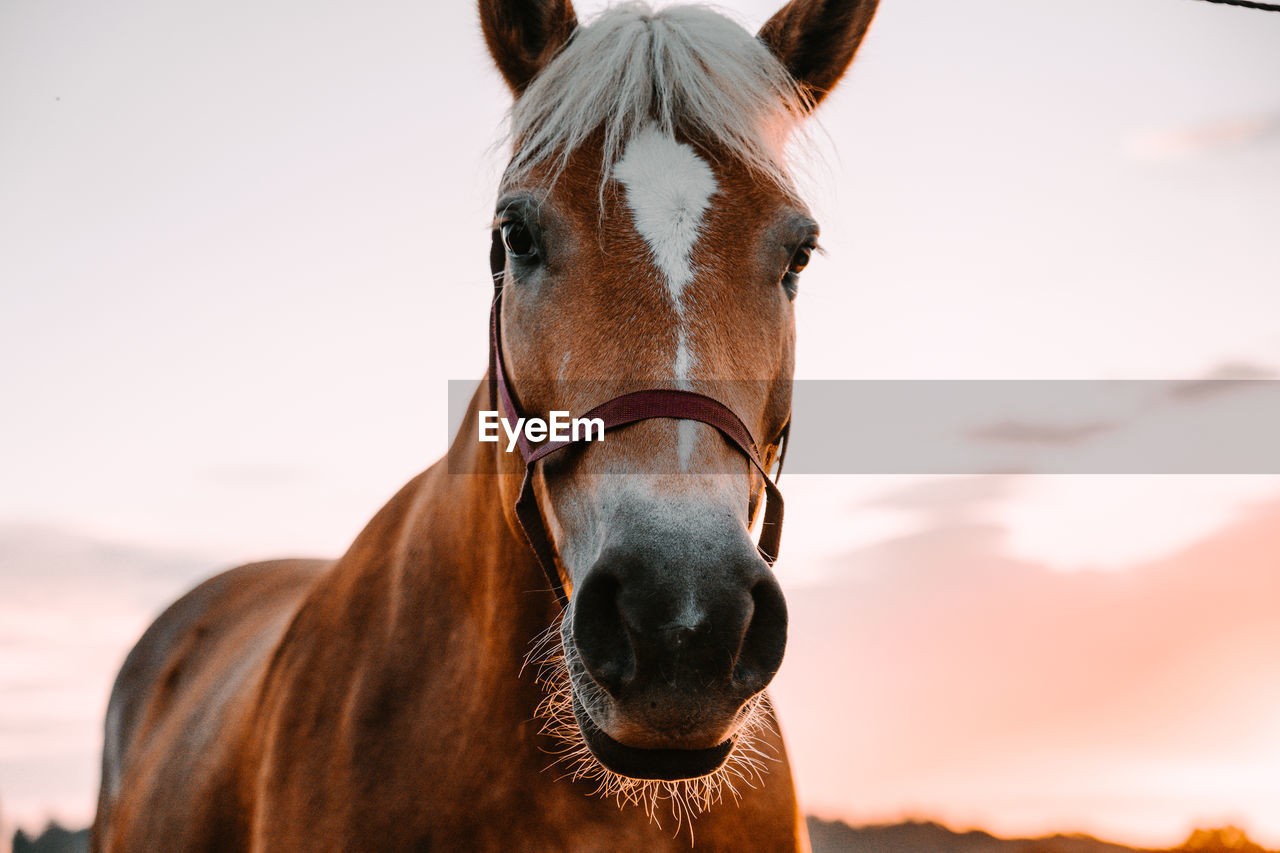 Close-up portrait of horse standing against sky during sunset