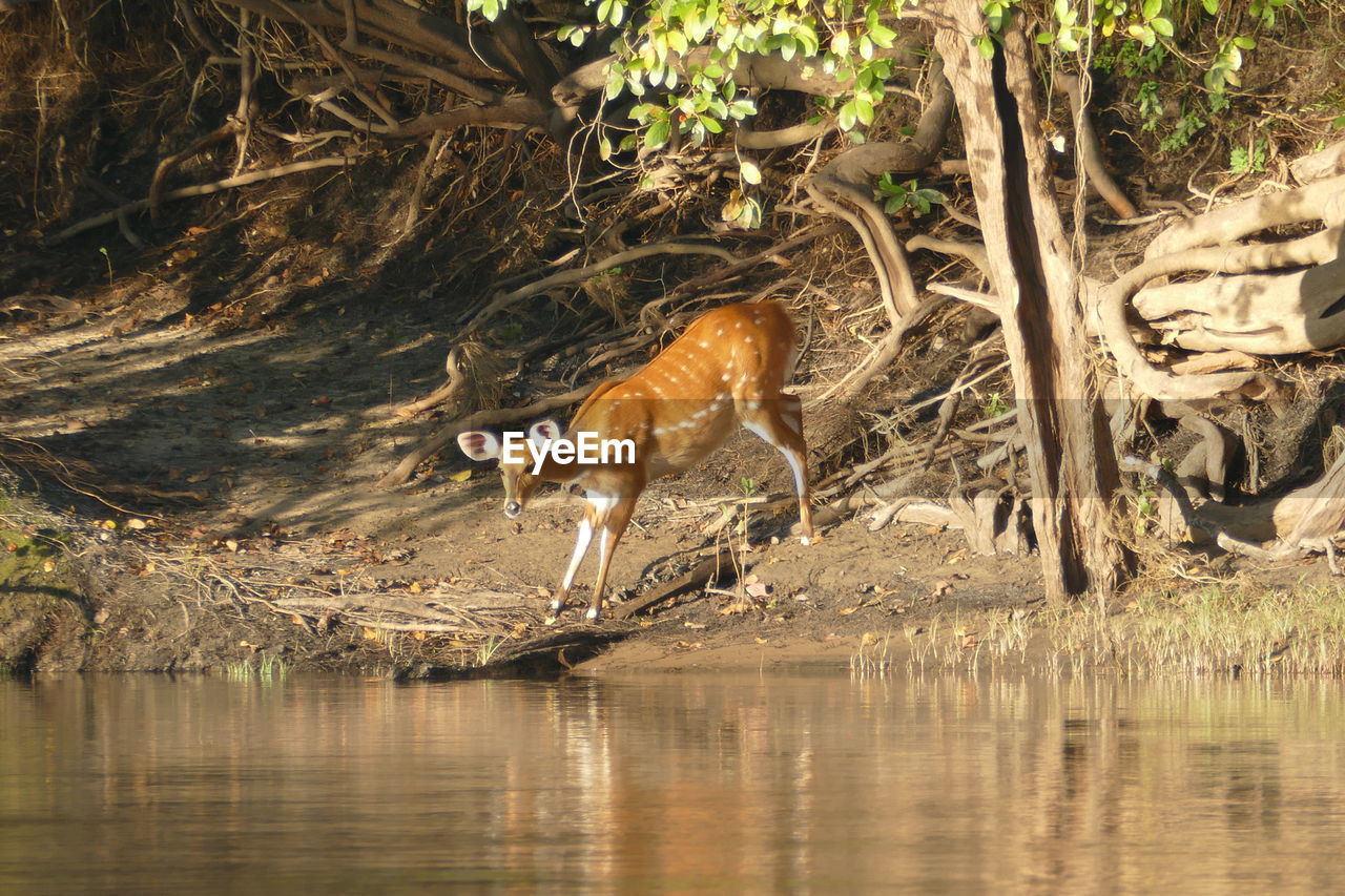 VIEW OF A DRINKING WATER FROM A TREE