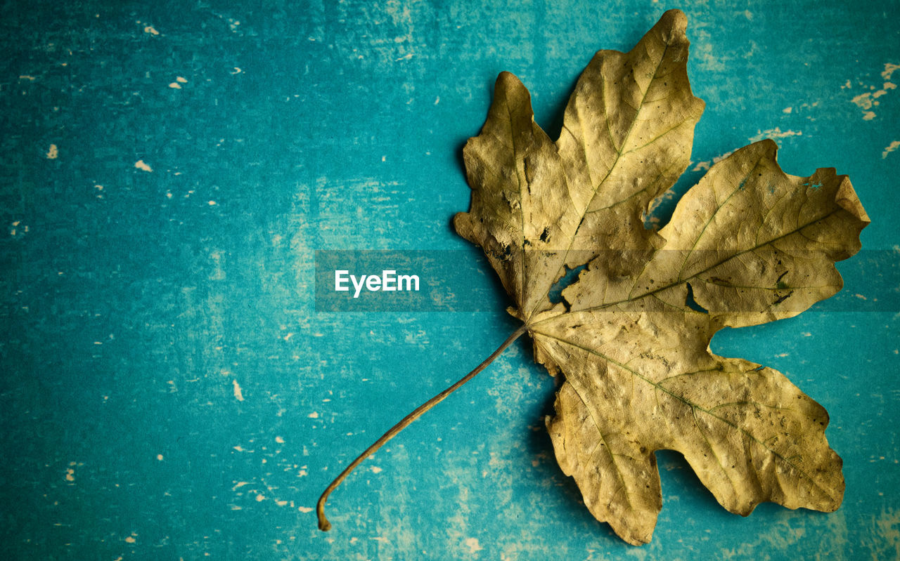 DIRECTLY ABOVE SHOT OF DRIED LEAF ON TABLE