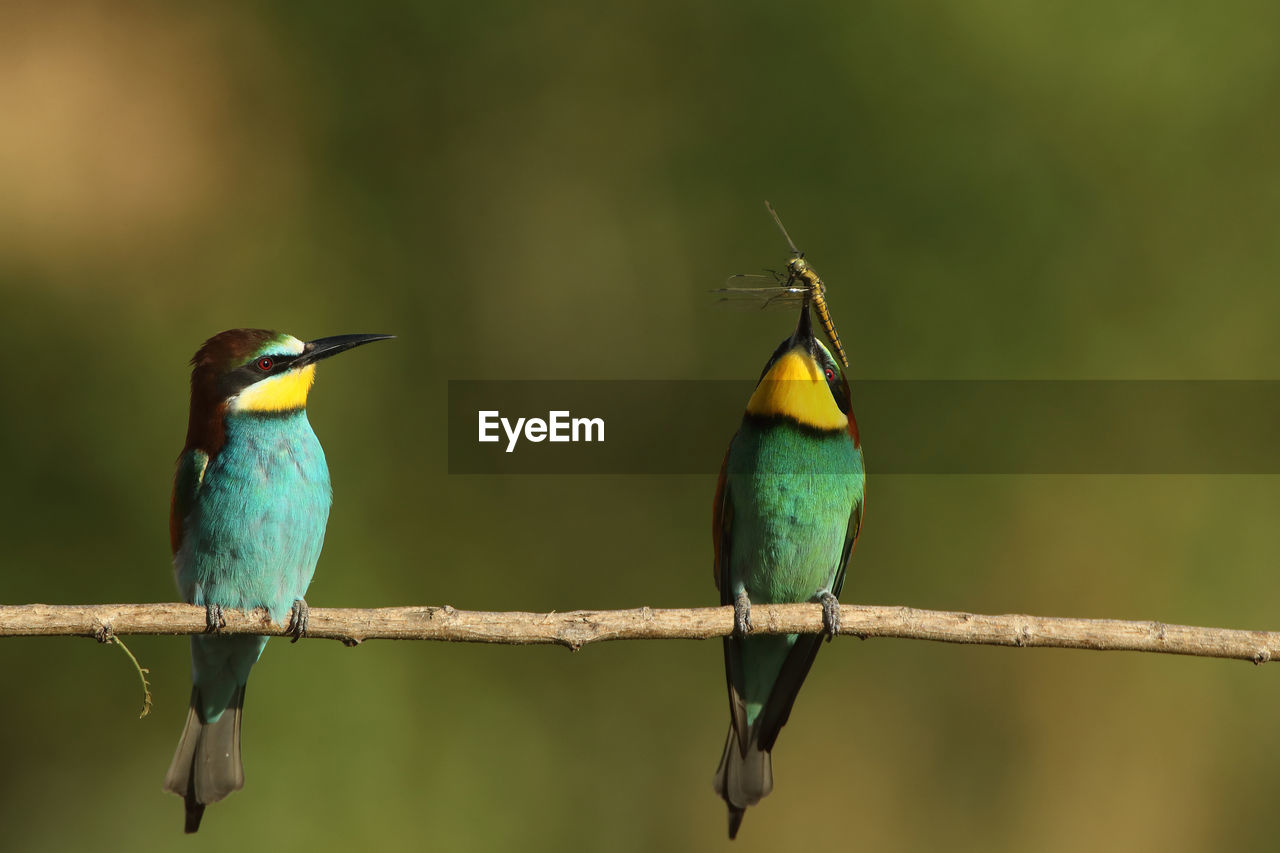 bird, animal themes, animal wildlife, animal, bee eater, wildlife, perching, nature, beak, focus on foreground, branch, green, beauty in nature, no people, group of animals, tree, two animals, outdoors, full length, multi colored, day, songbird, rainforest, environment, yellow, plant, forest, close-up