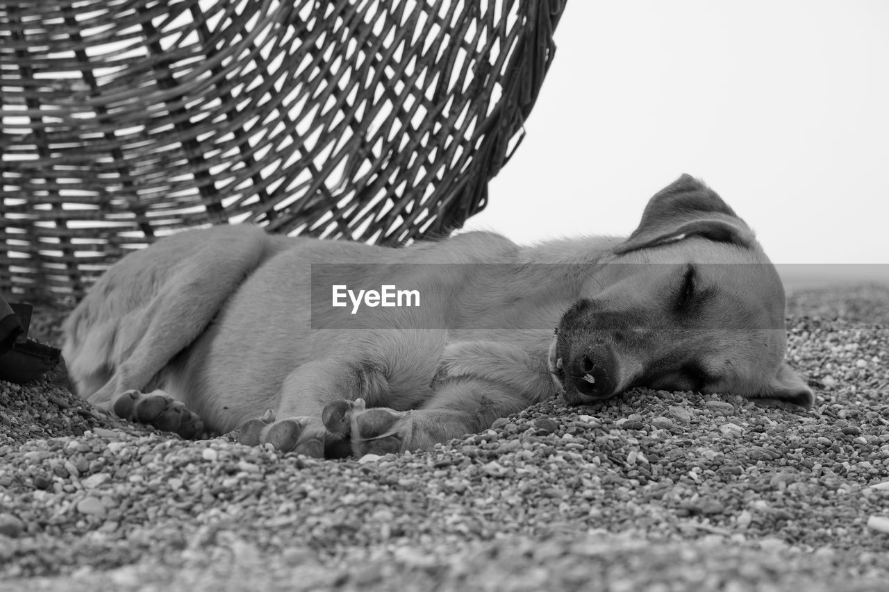 animal, animal themes, mammal, one animal, dog, relaxation, pet, lying down, domestic animals, sleeping, black and white, monochrome, resting, no people, monochrome photography, canine, puppy, black, day, nature, carnivore, eyes closed