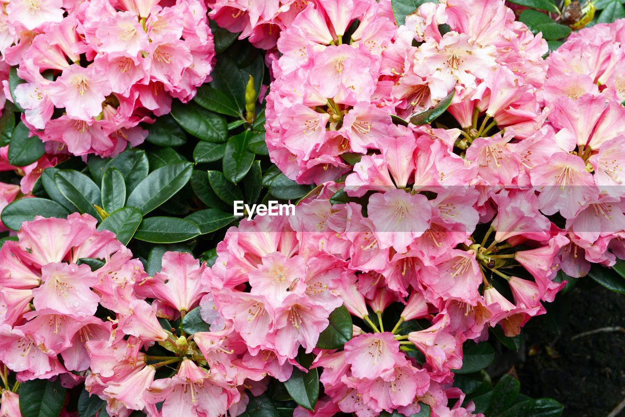 Close-up of pink bougainvillea blooming outdoors