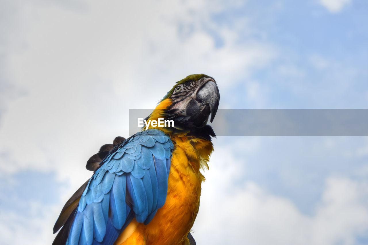 Low angle view of gold and blue macaw against sky