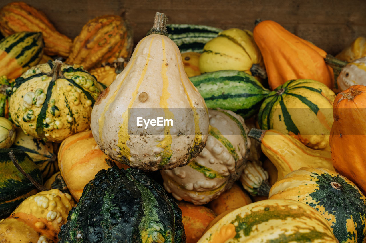 Variations of decorative pumpkins