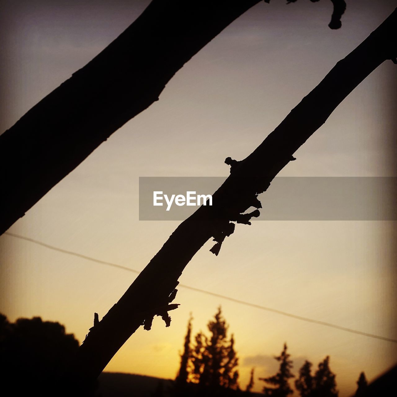 SILHOUETTE OF TREE AGAINST SKY DURING SUNSET