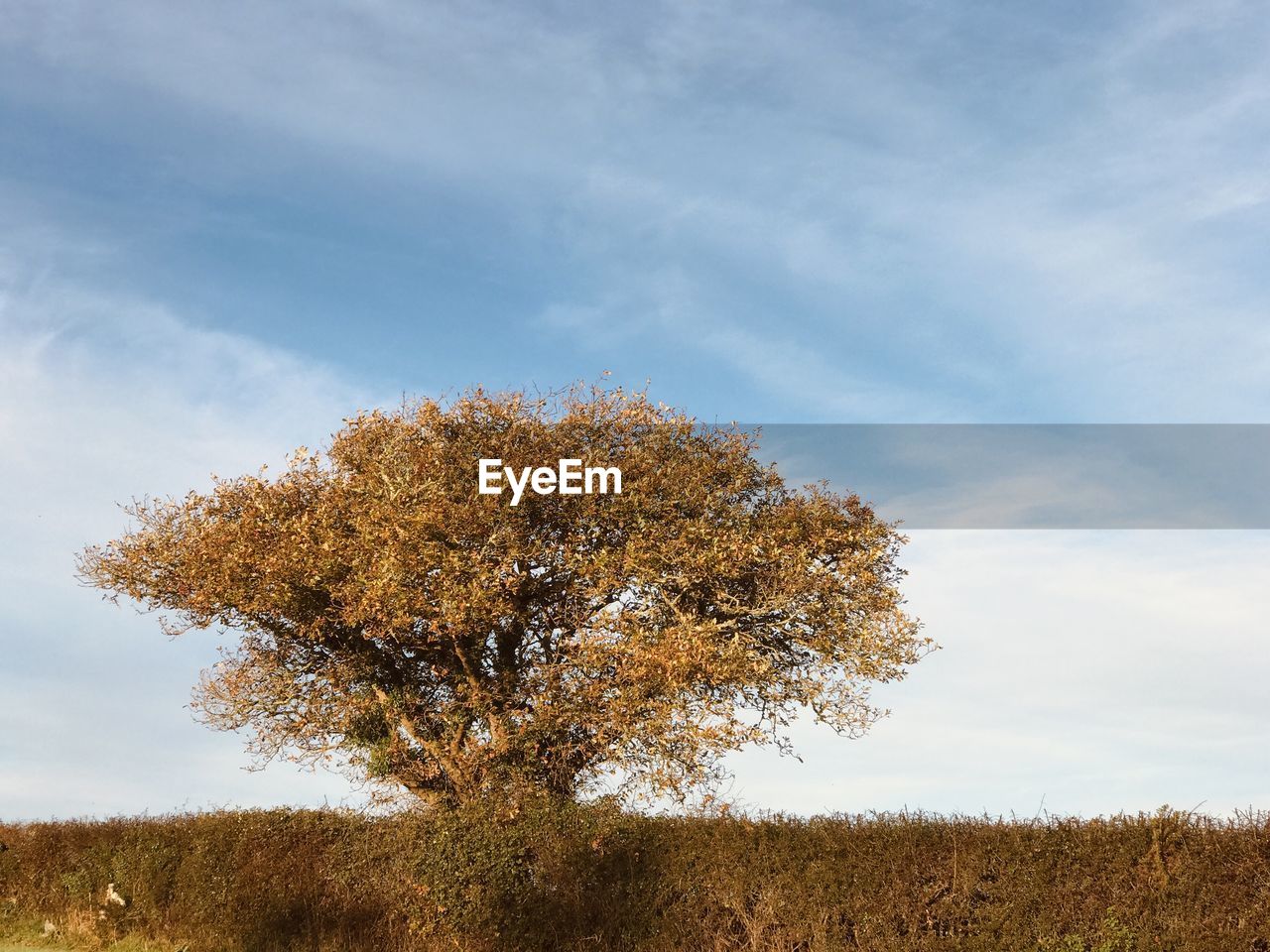 TREE GROWING IN FIELD