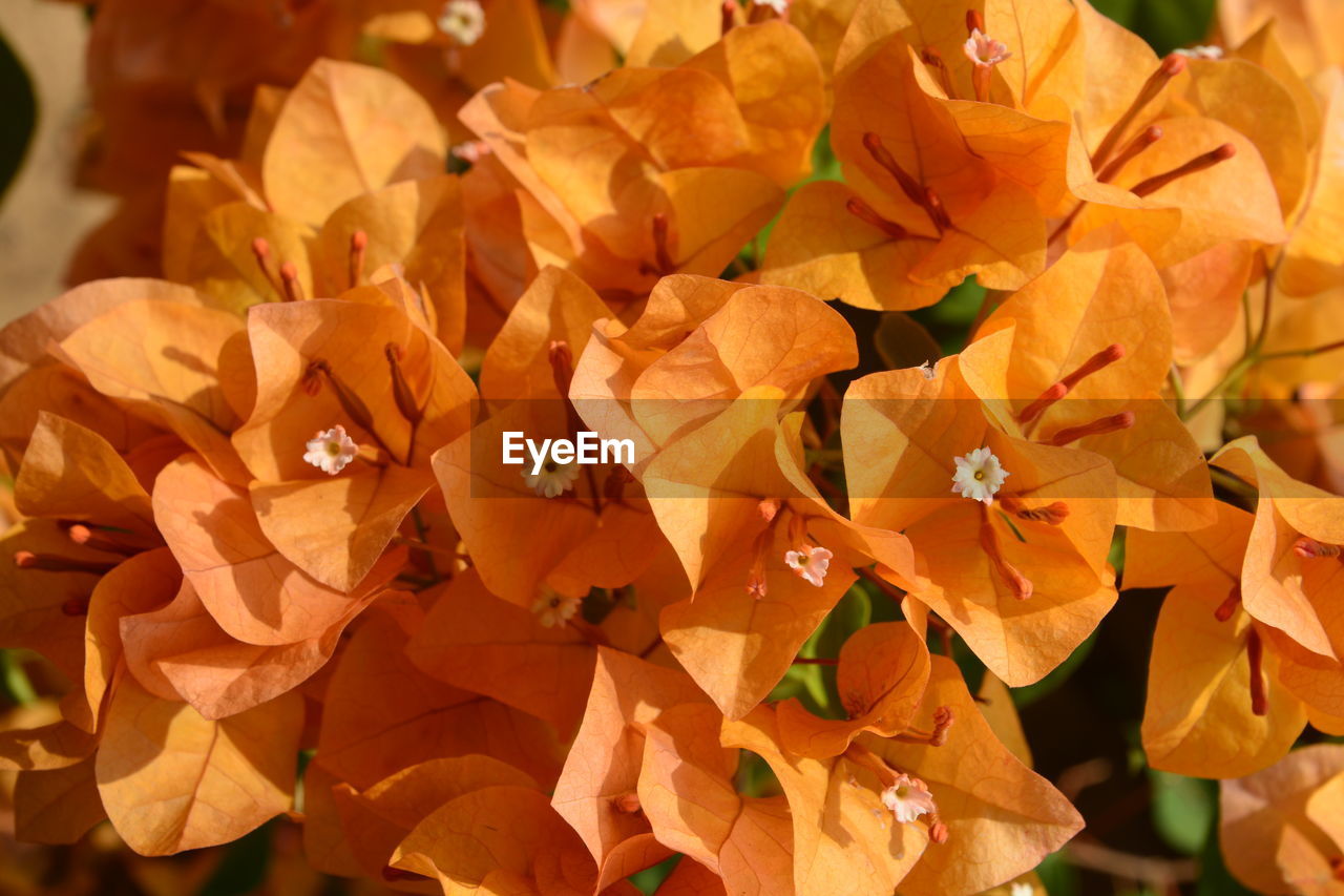 CLOSE-UP OF YELLOW FLOWERING PLANT