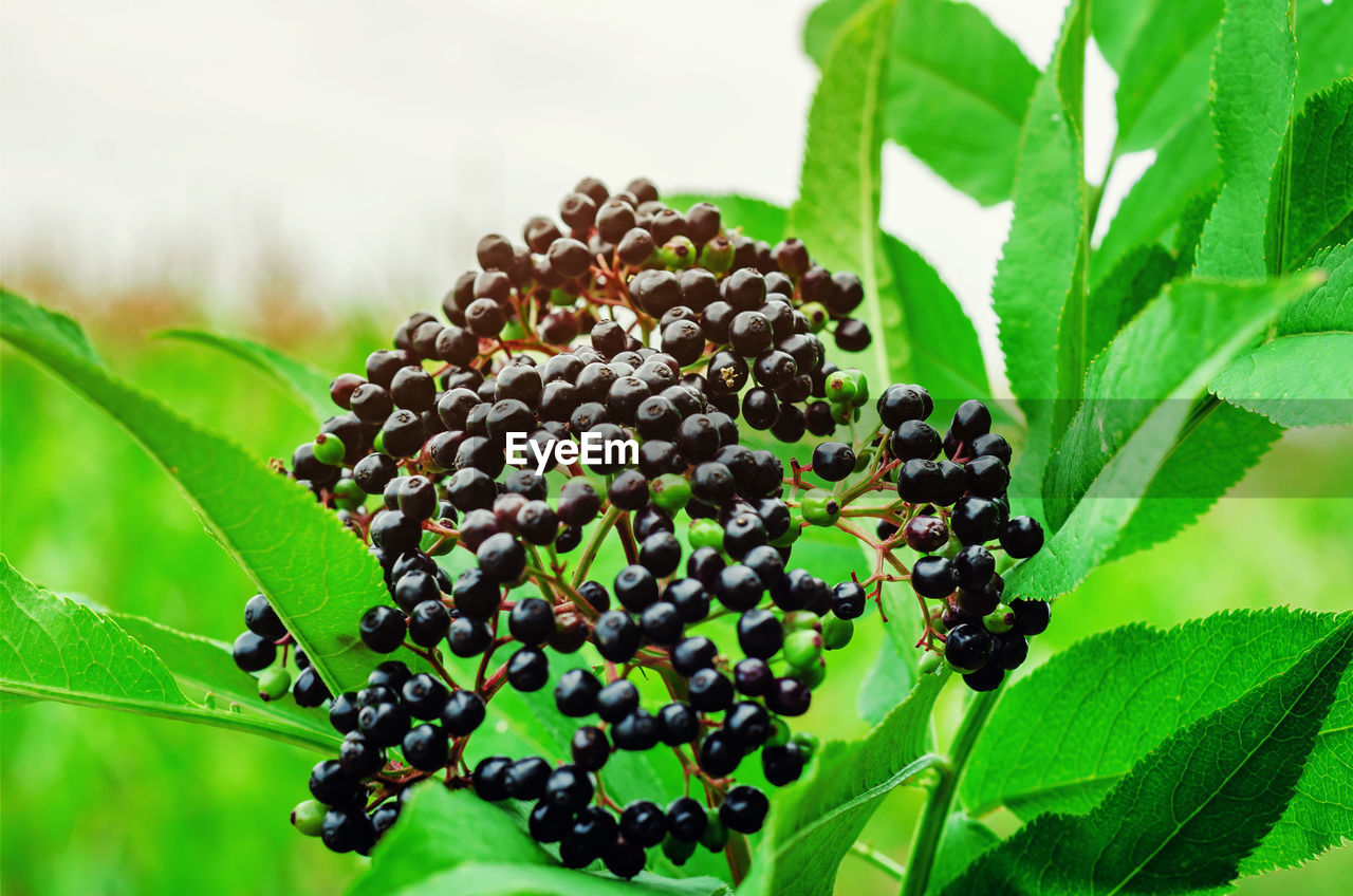 CLOSE-UP OF FRESH FRUITS ON PLANT