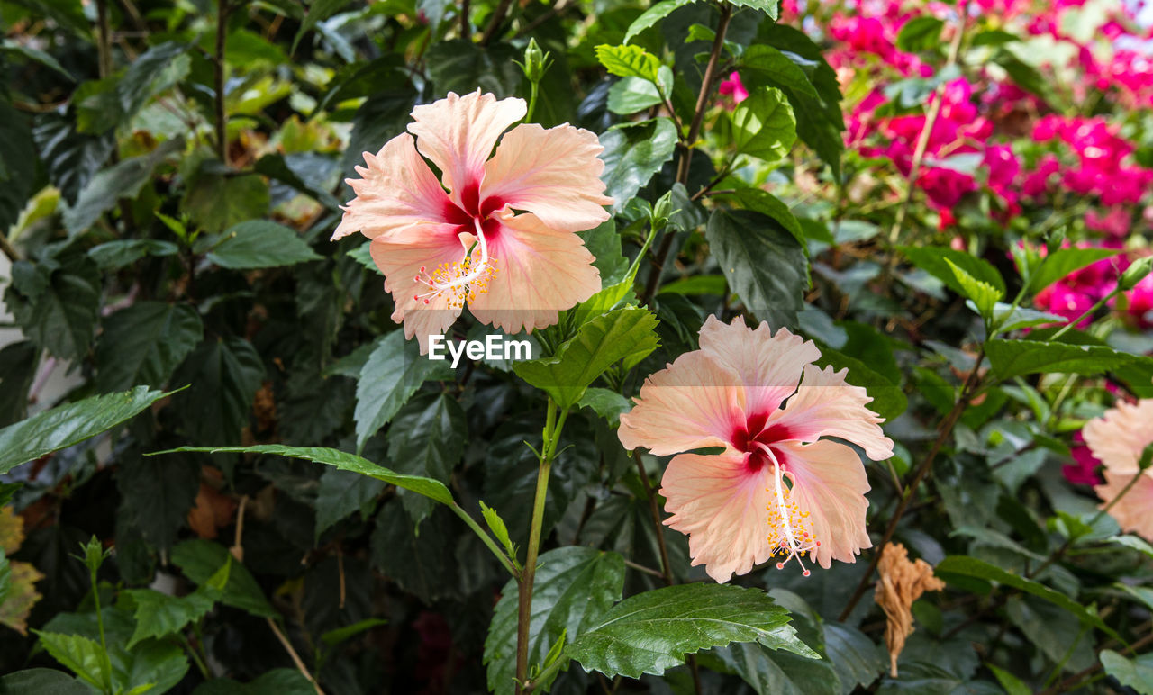 CLOSE-UP OF RED HIBISCUS BLOOMING OUTDOORS