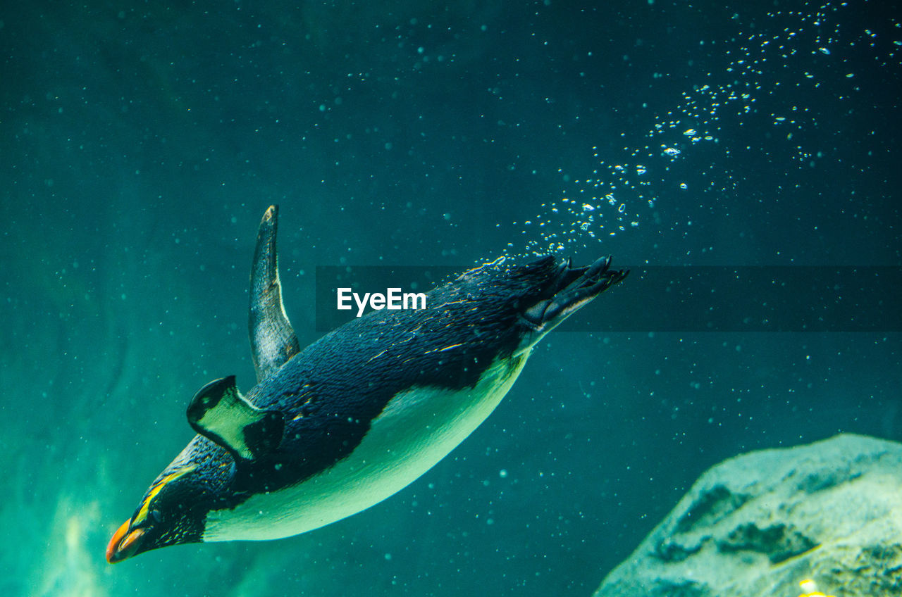 CLOSE-UP OF DUCK SWIMMING IN SEA