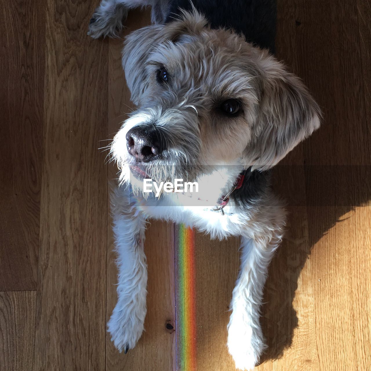 Close-up portrait of dog sitting on hardwood floor