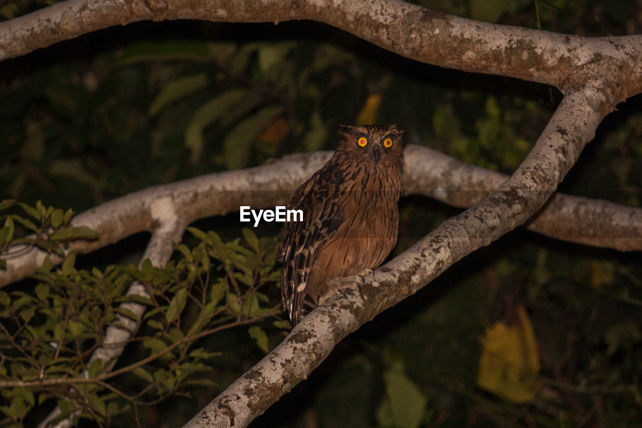 Owl perching on tree at night