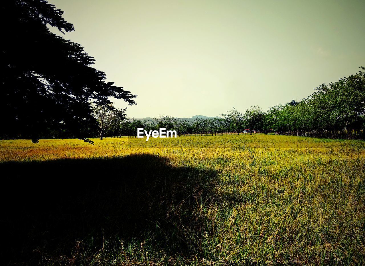 SCENIC VIEW OF LAND AGAINST CLEAR SKY