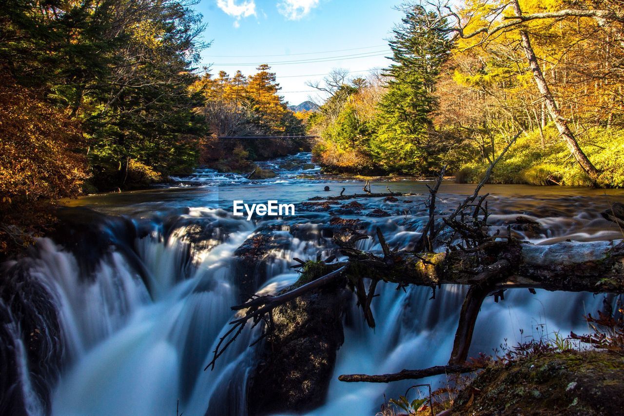 VIEW OF WATERFALL IN FOREST