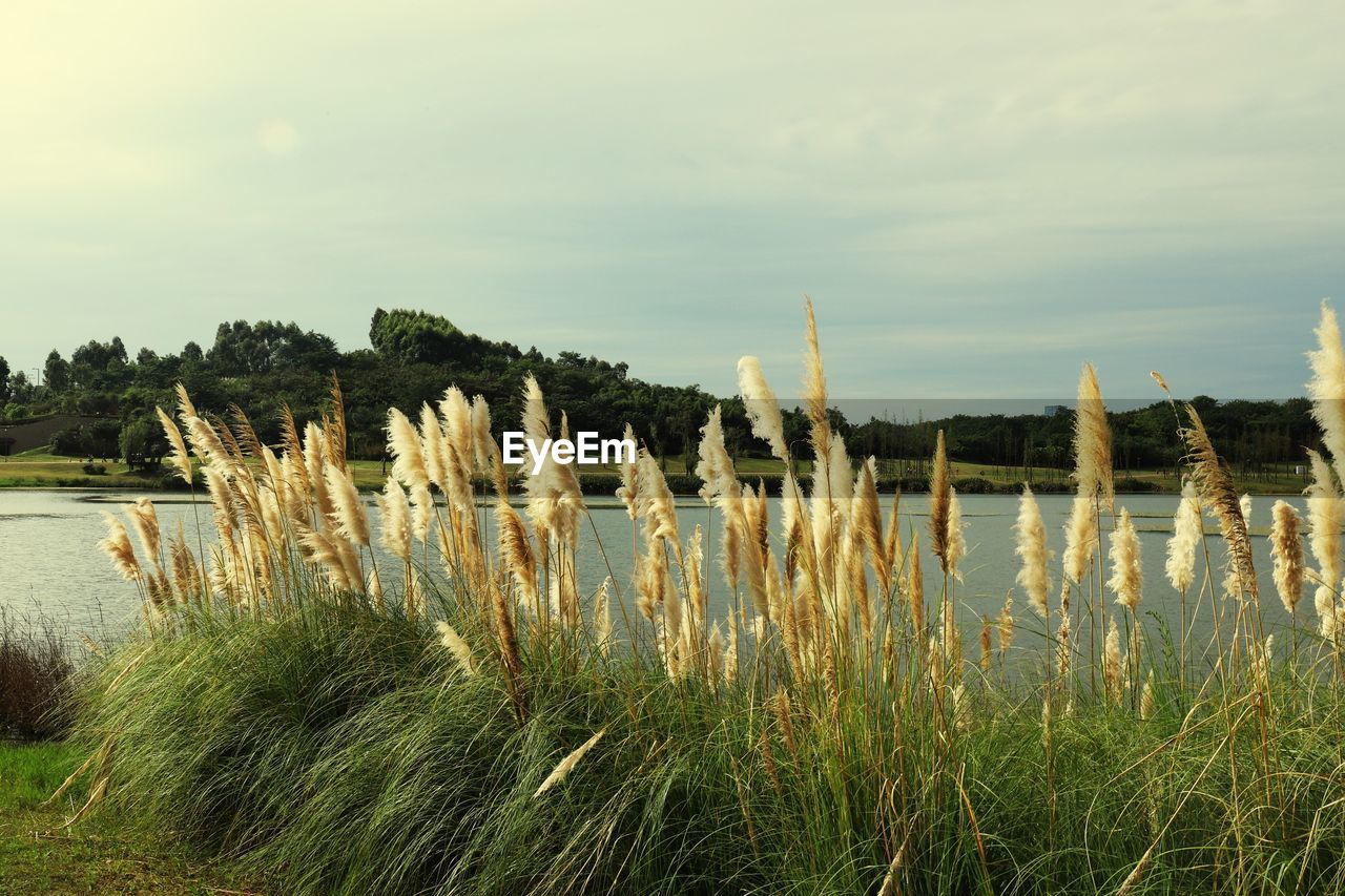 PLANTS GROWING ON FIELD AGAINST SKY