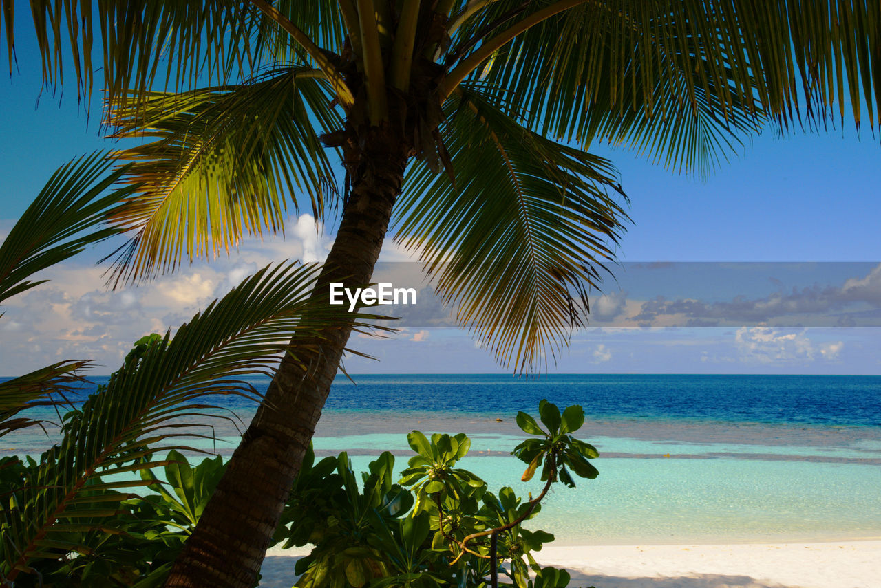 Palm trees on beach