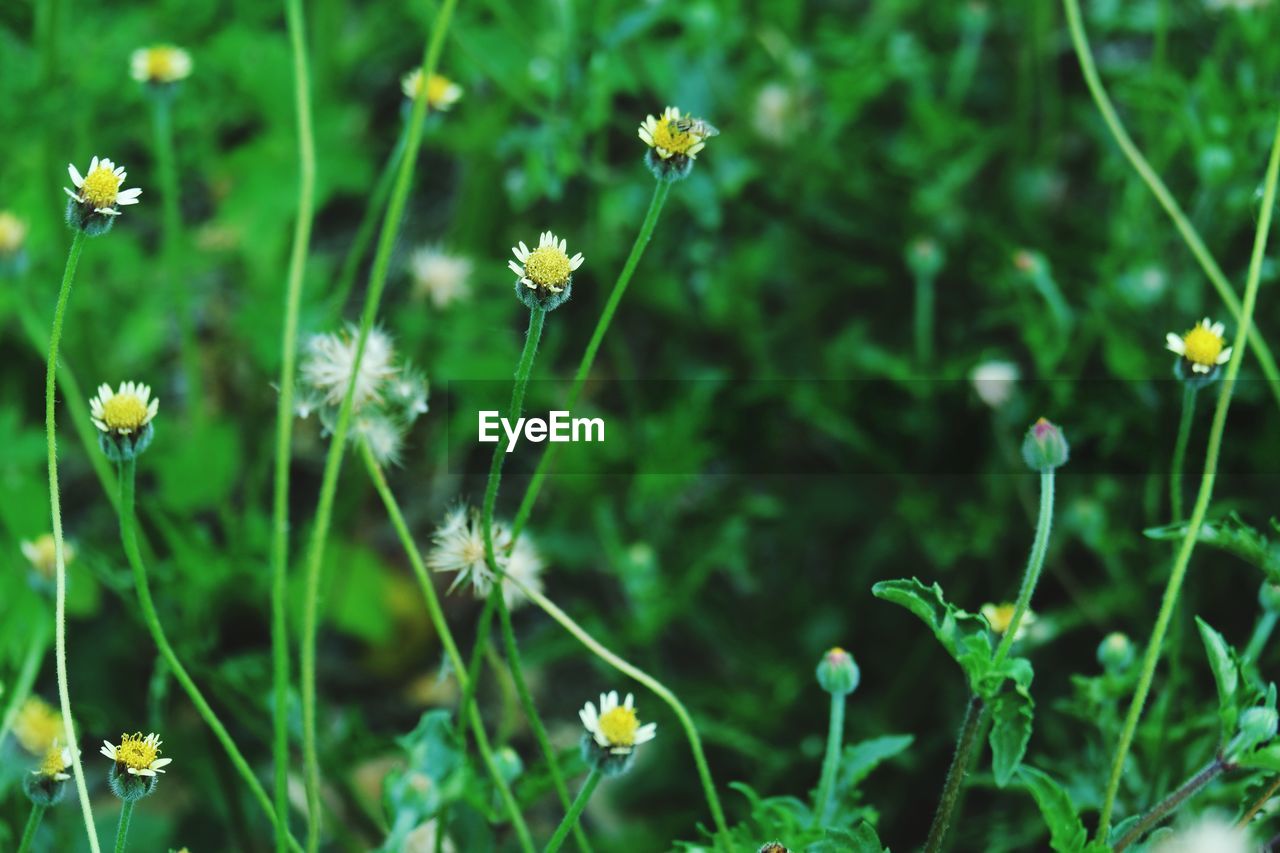 Close-up of flowering plants on field