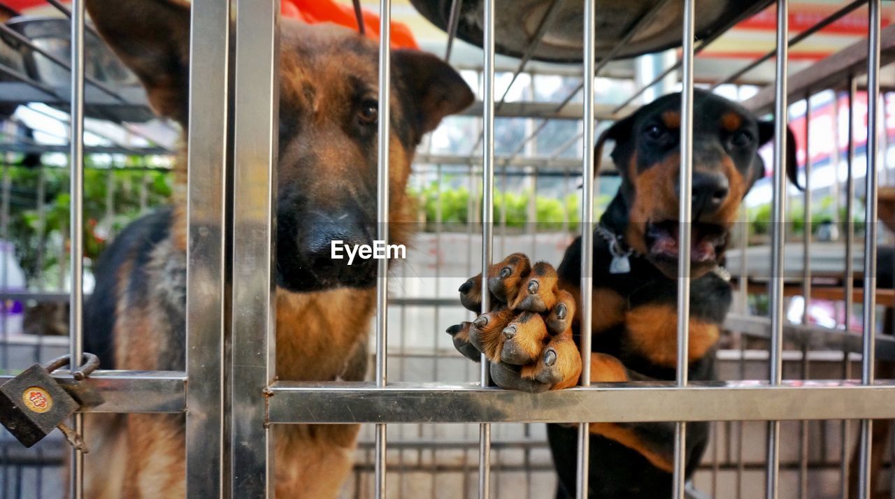 Close-up of dogs in cage