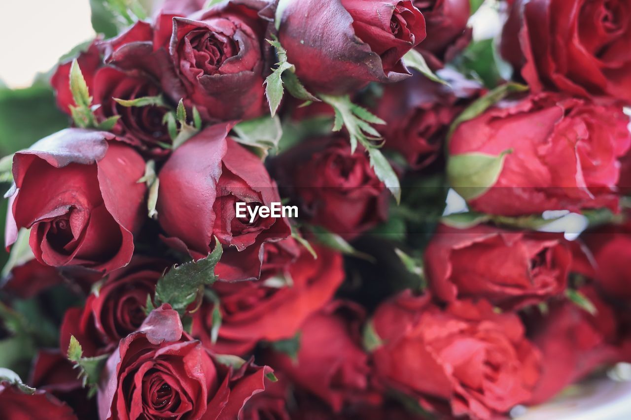 CLOSE-UP OF RED ROSES ON PLANT