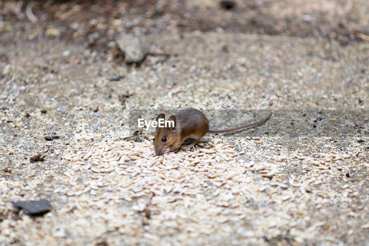 HIGH ANGLE VIEW OF A LIZARD