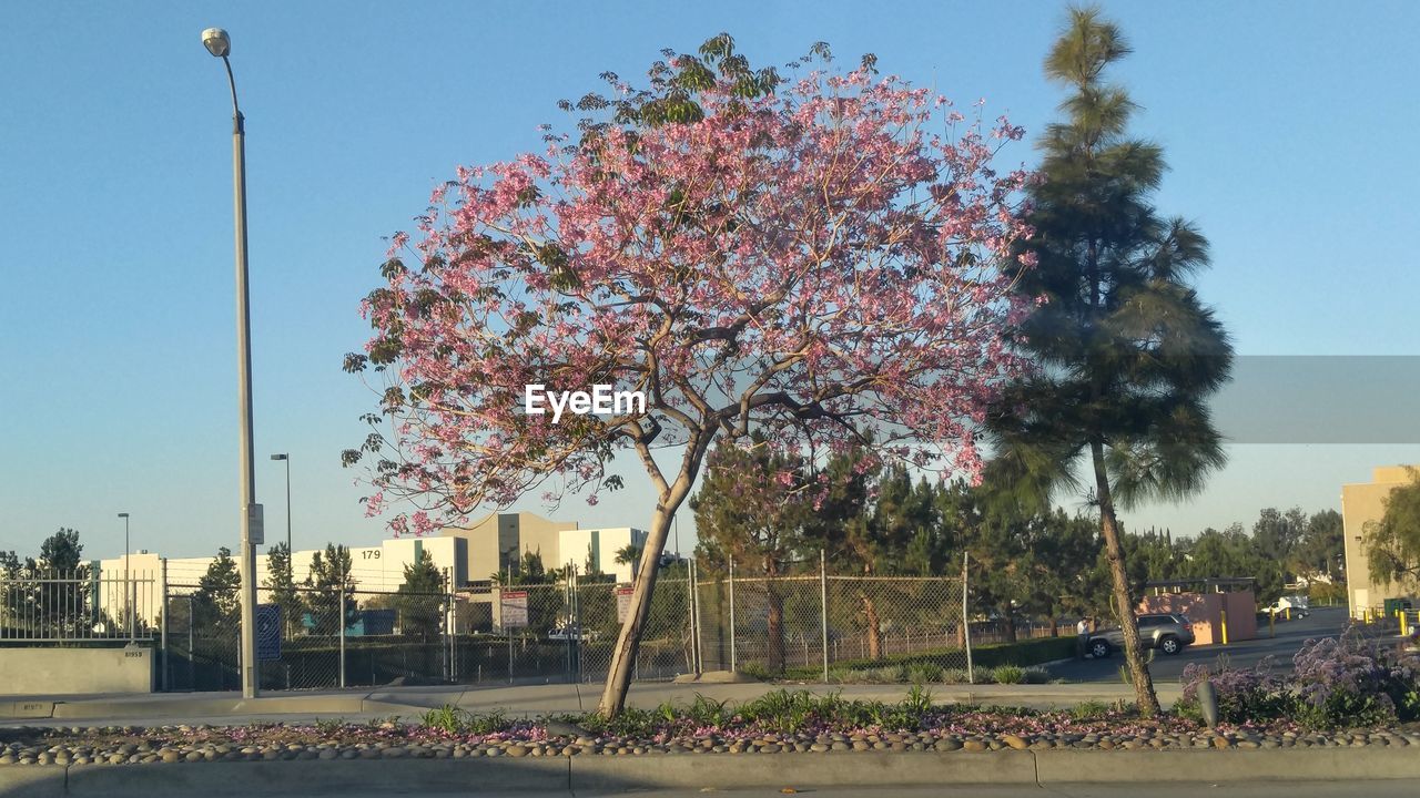 VIEW OF STREET LIGHT AND TREES IN THE BACKGROUND