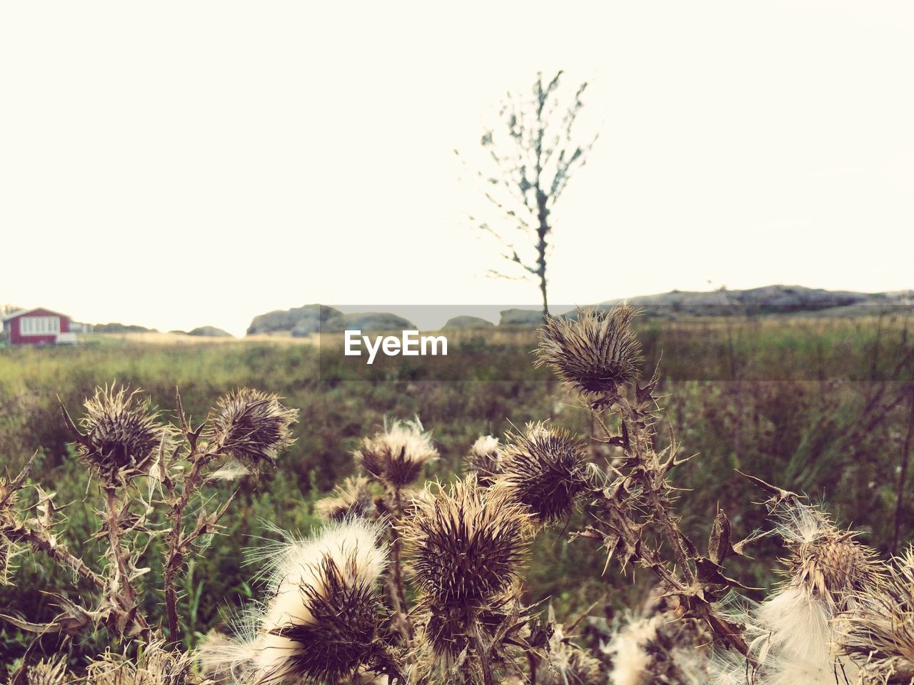 Dry thistles on field