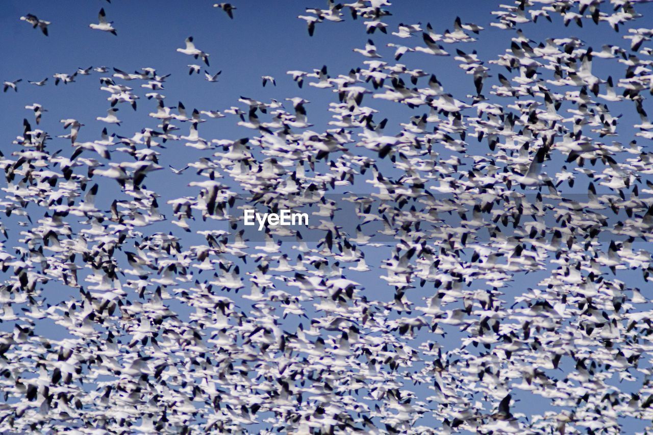 Snow geese migration 