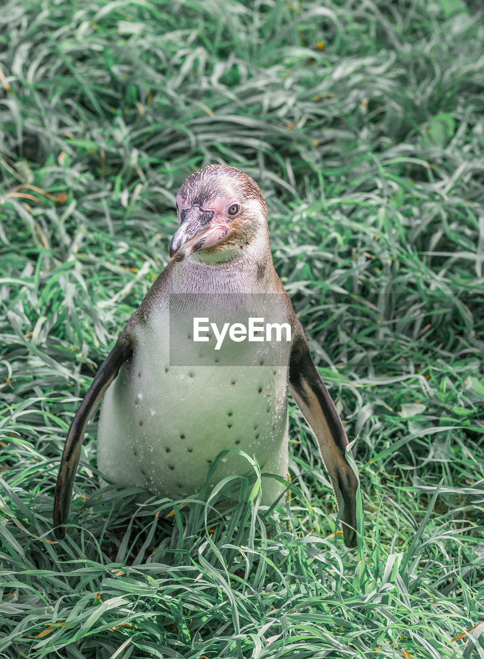 Full length portrait of a standing humboldt penguin