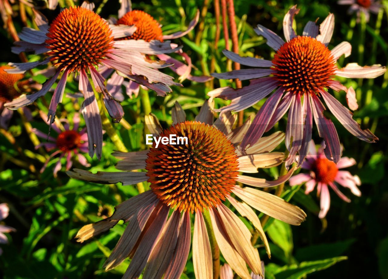 Close-up of eastern purple coneflowers blooming outdoors