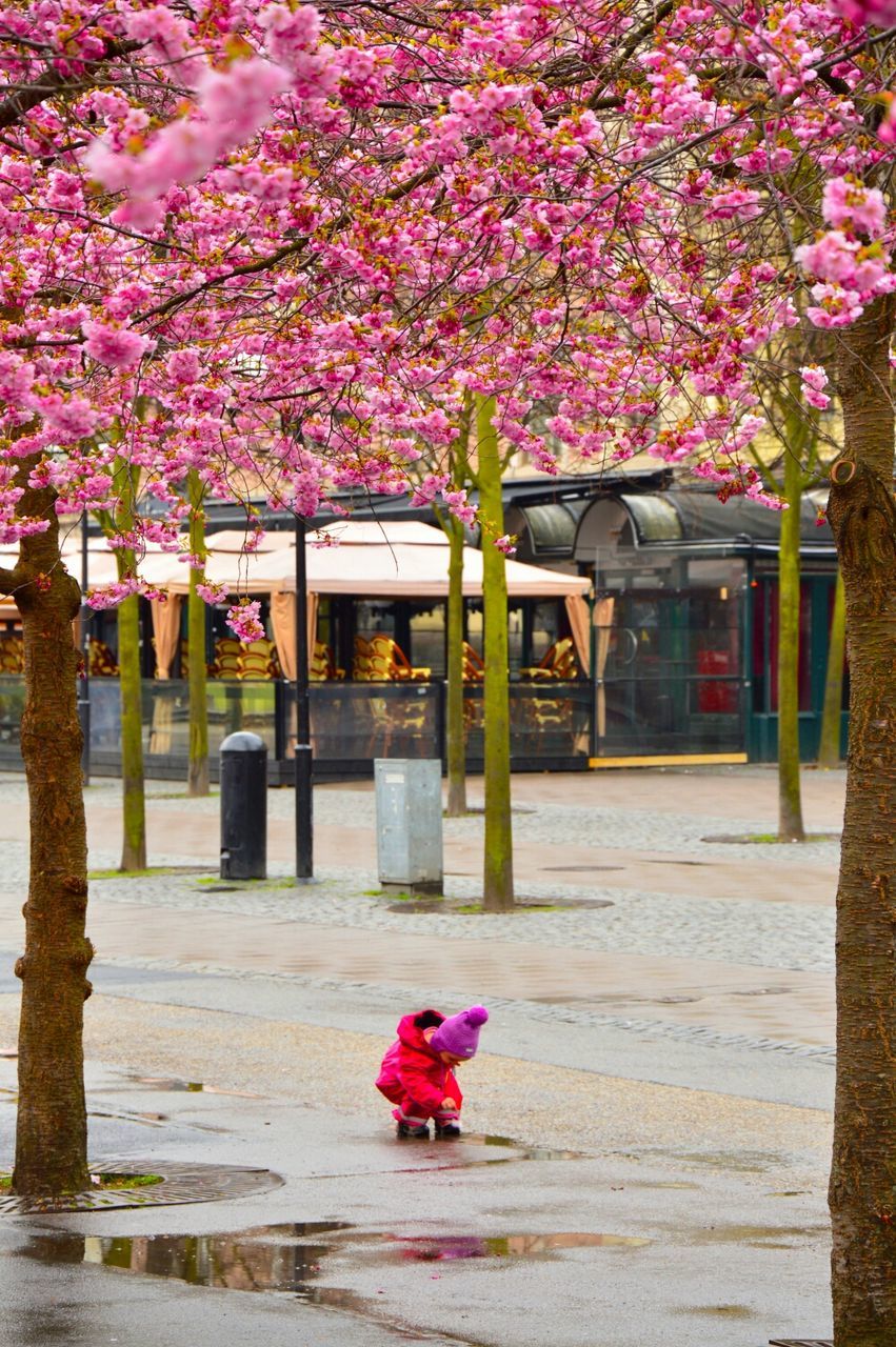 PINK FLOWERS ON TREE