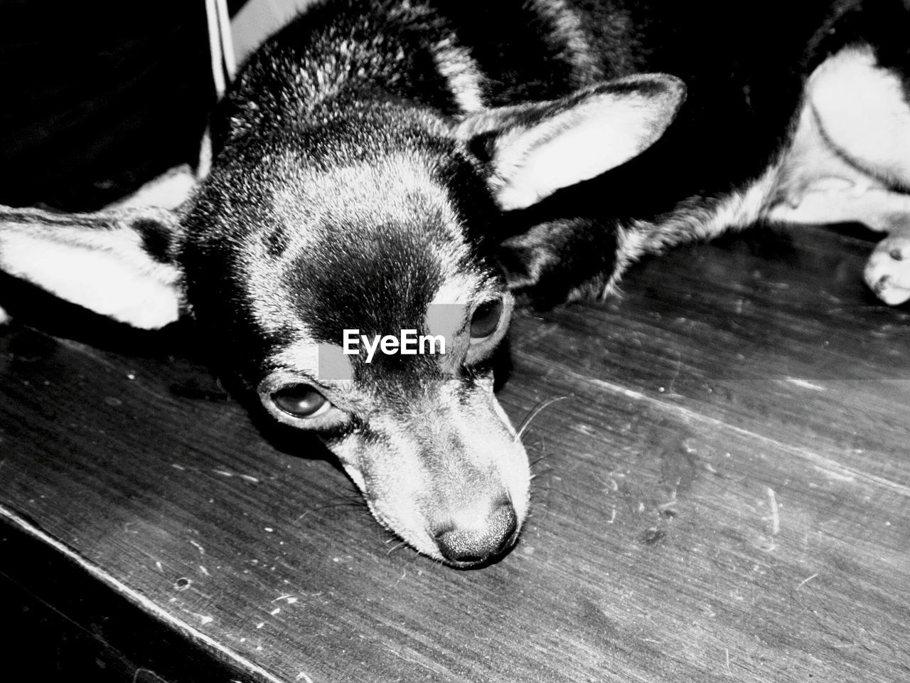 High angle view of dog lying on hardwood floor