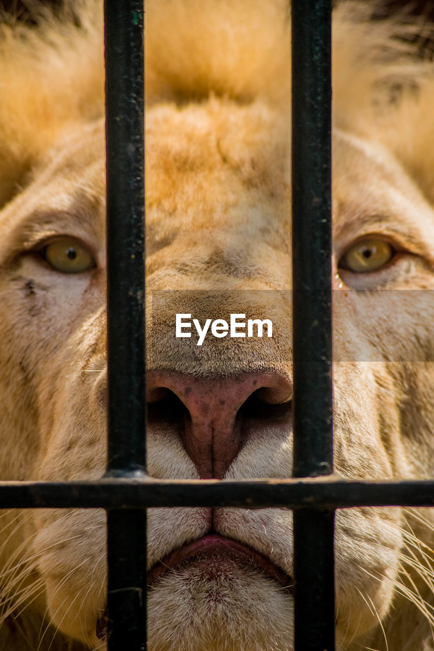 Close-up portrait of lion seen through metal fence