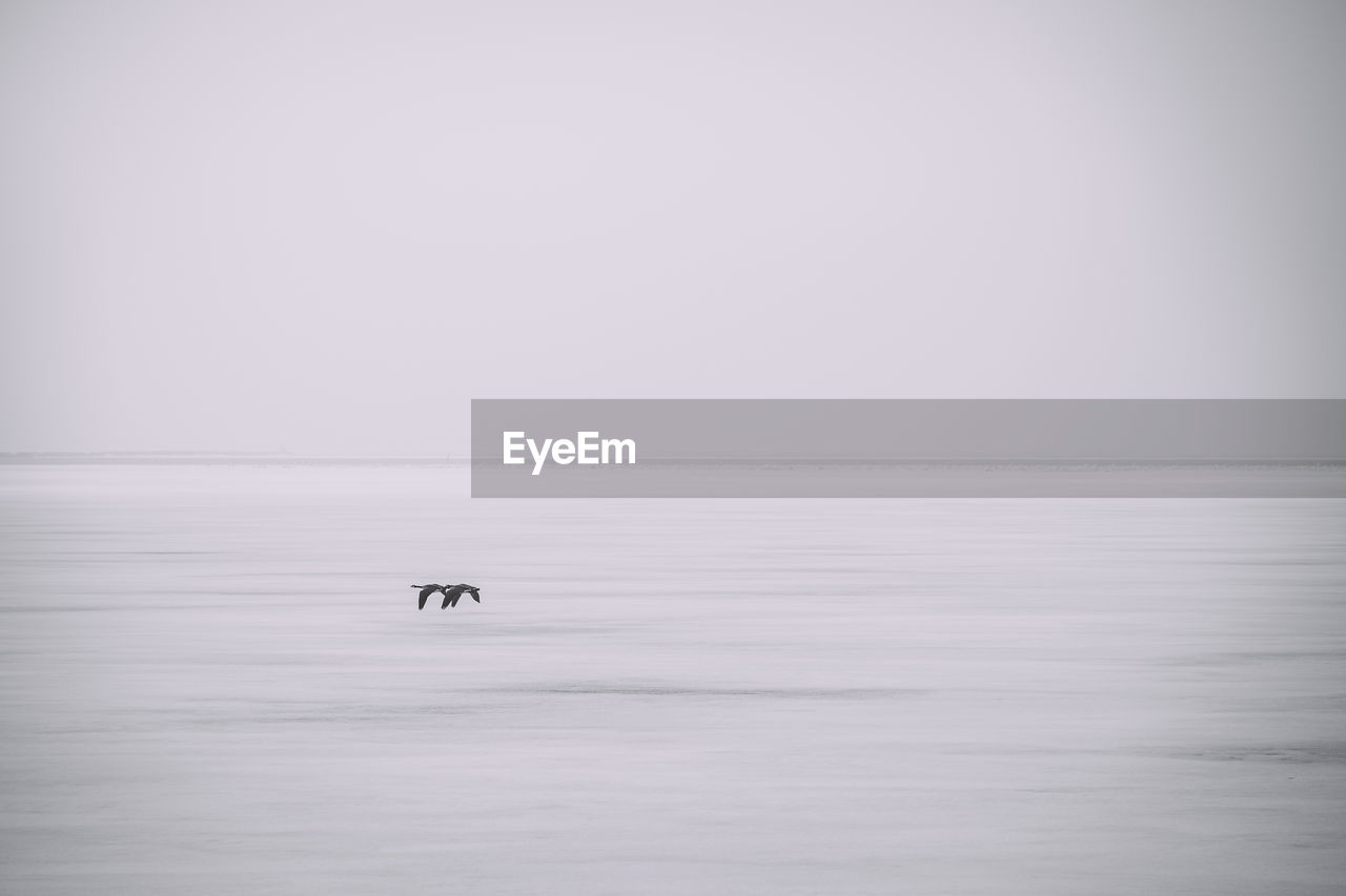 Birds flying over frozen sea against clear sky