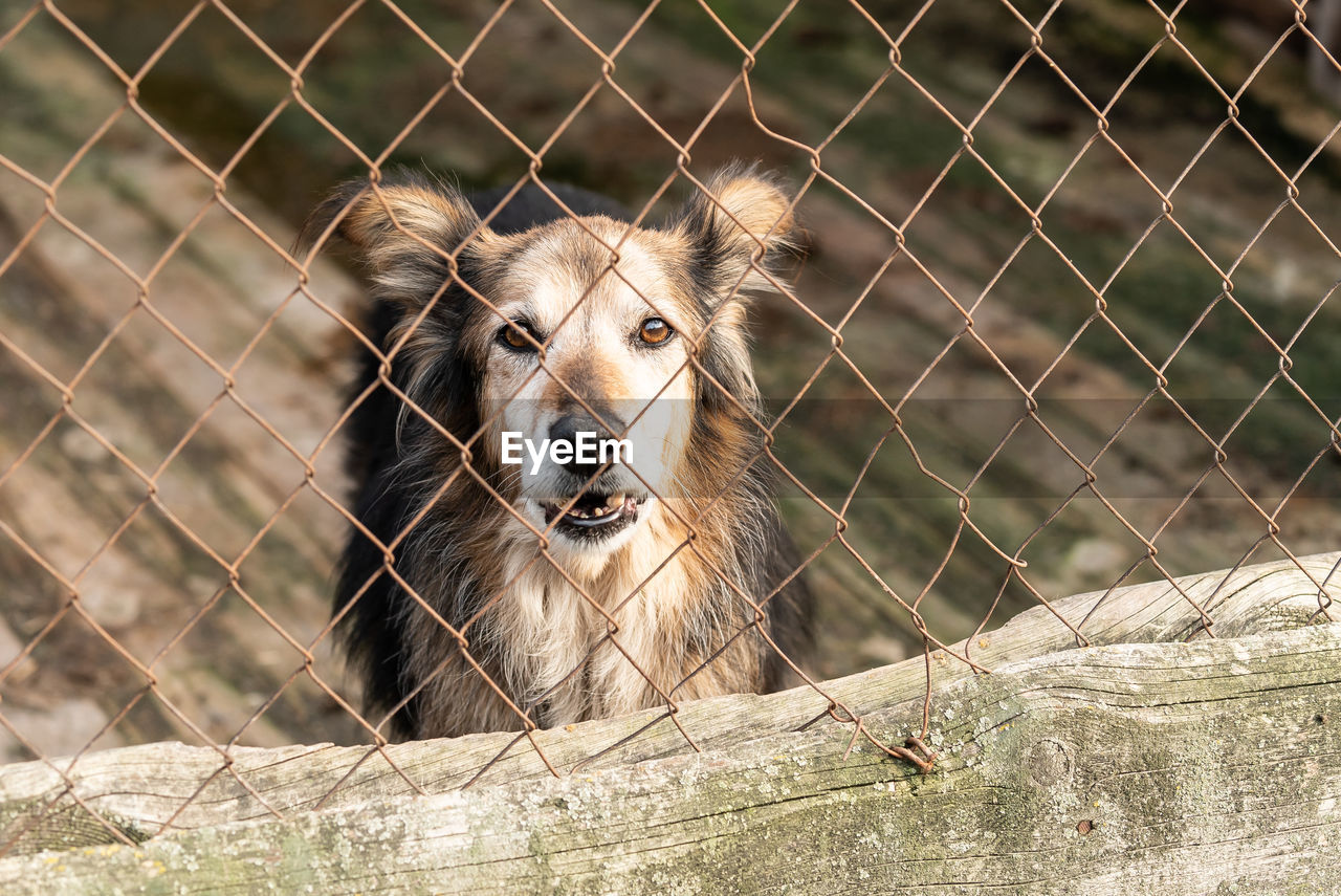 PORTRAIT OF A DOG