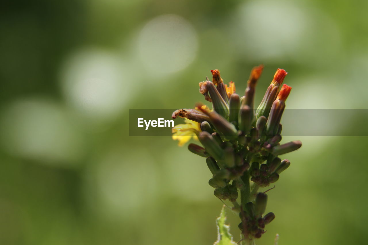 CLOSE-UP OF FLOWER BUDS