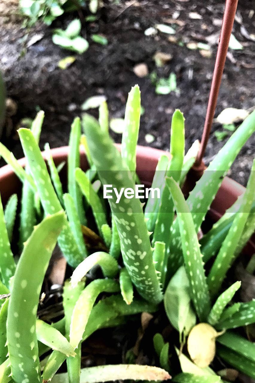 HIGH ANGLE VIEW OF CACTUS PLANT