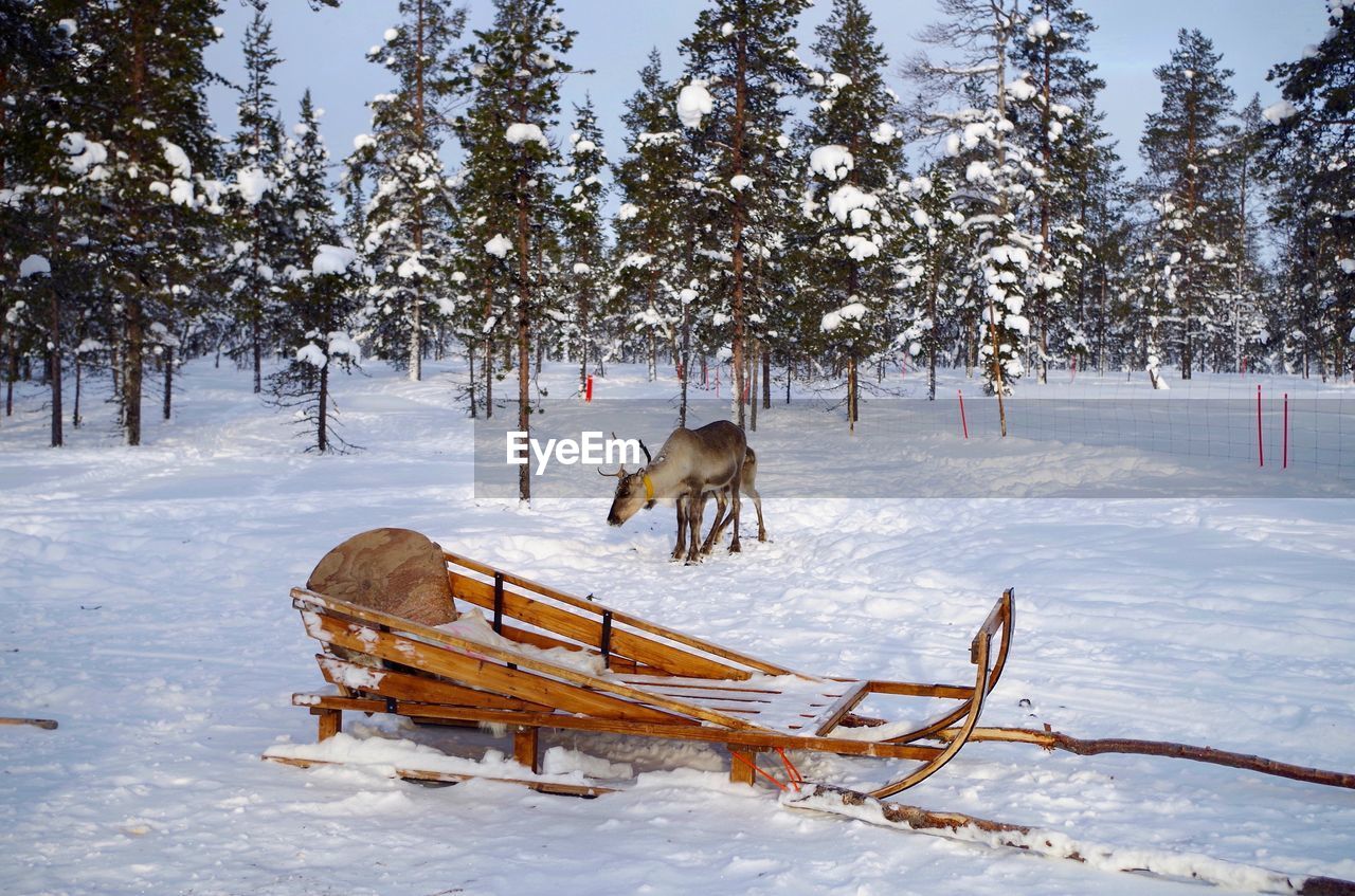 Reindeer by sled on snow covered field