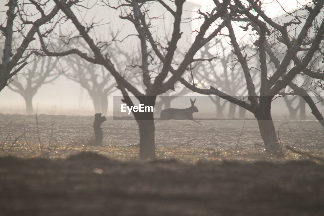 Rabbit running amidst bare trees in forest