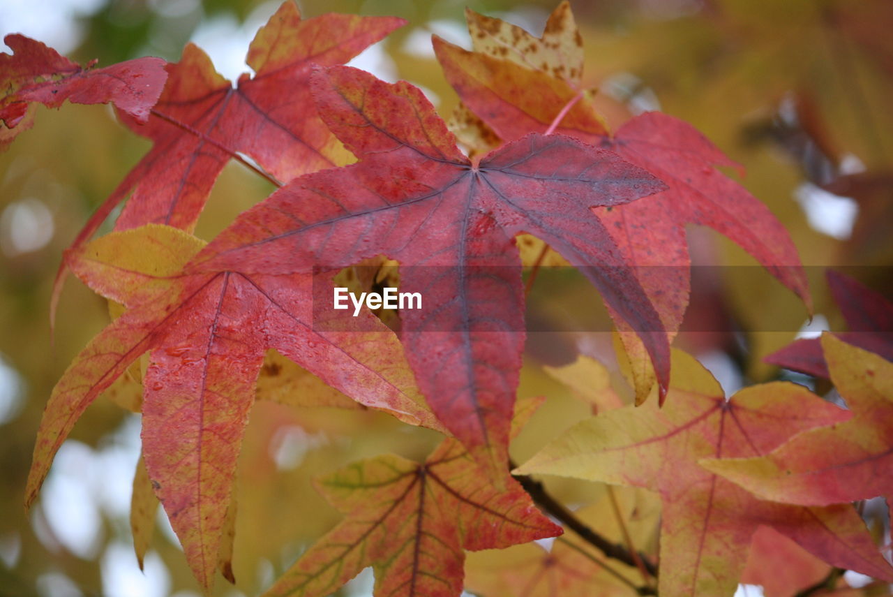 Close-up of maple leaf during autumn