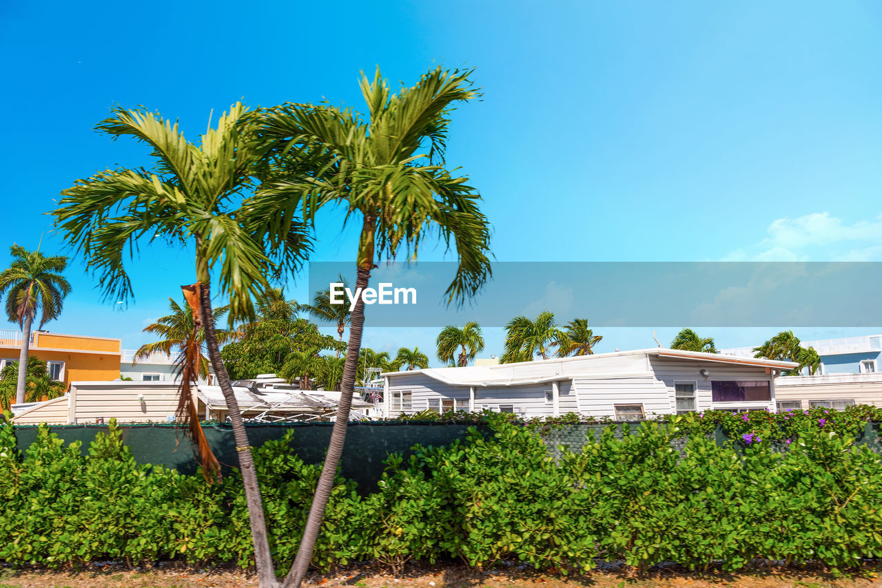 Palm trees and plants against blue sky