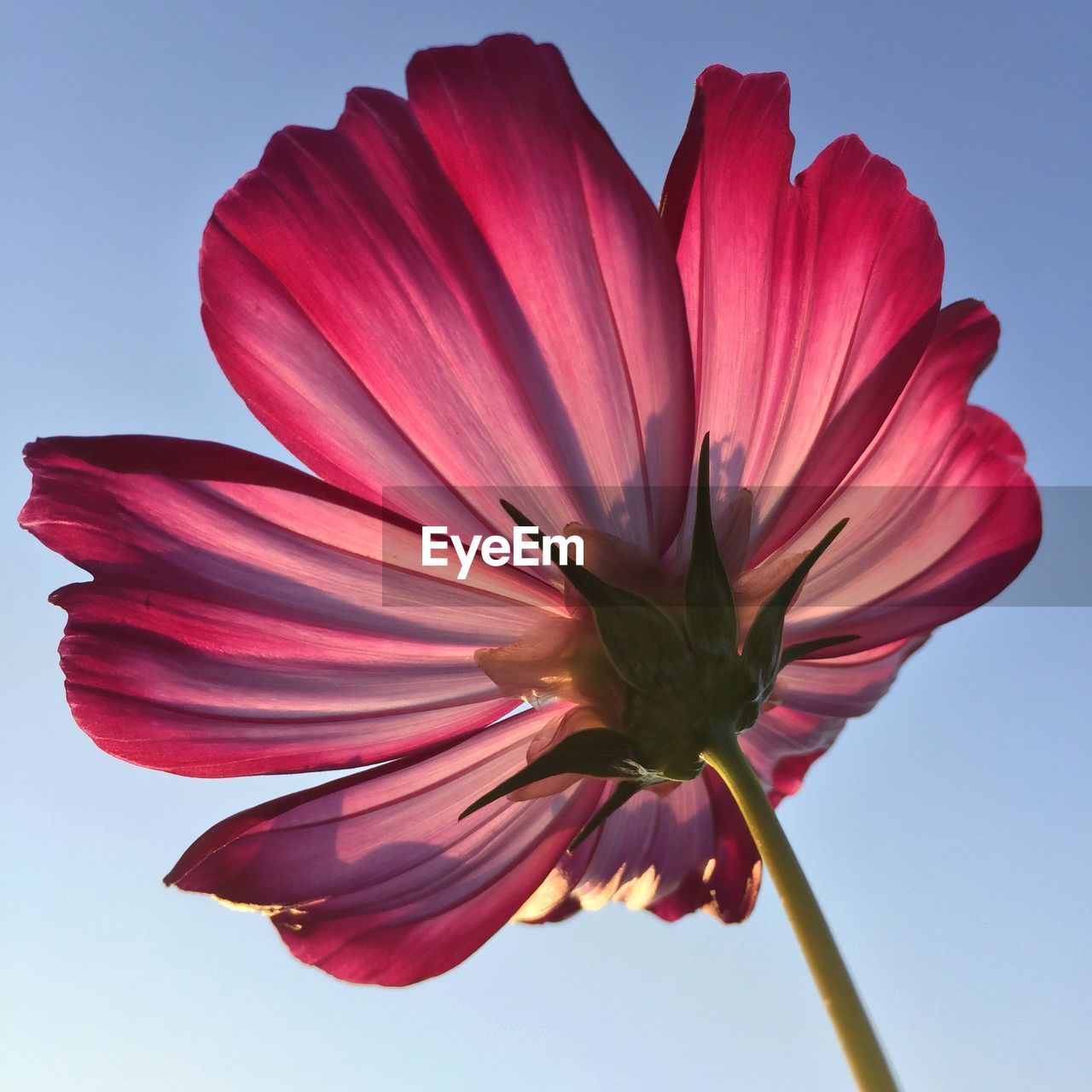 Close-up of pink flower