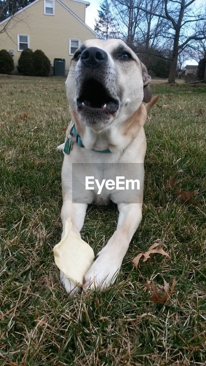 CLOSE-UP OF DOG WITH GRASS